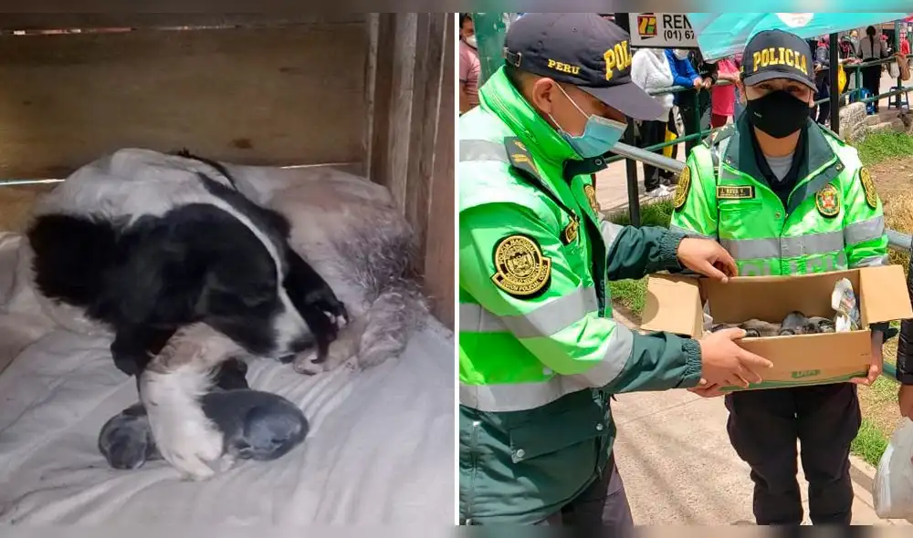 Madre y cachorros fueron rescatados por la Policía y animalistas. Foto: PNP Madre y cachorros fueron rescatados por la Policía y animalistas. Foto: PNP