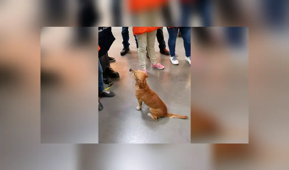 Desliza las imágenes hacia la izquierda para conocer la tierna historia de un perro bautizado como Silicon. Foto: Elemental Oaxaca. Desliza las imágenes hacia la izquierda para conocer la tierna historia de un perro bautizado como Silicon. Foto: Elemental Oaxaca.