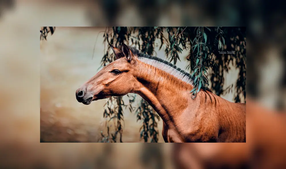 Desliza para ver al híbrido que sorprendió a todos en YouTube. Foto: Carina Maiwald. Desliza para ver al híbrido que sorprendió a todos en YouTube. Foto: Carina Maiwald.