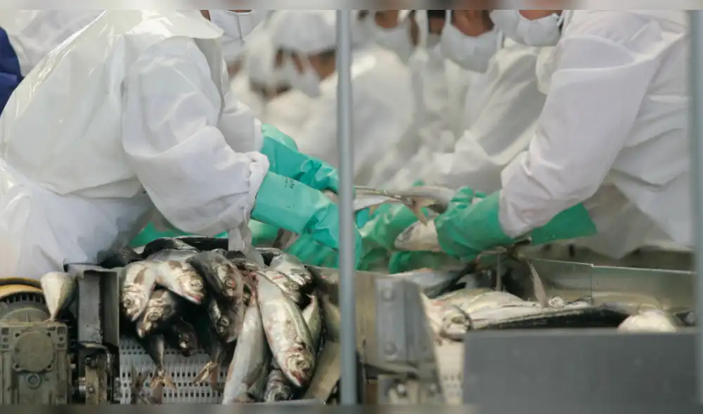 Disponen publicación de proyecto que aprueba la norma sanitaria para pescados congelados Disponen publicación de proyecto que aprueba la norma sanitaria para pescados congelados