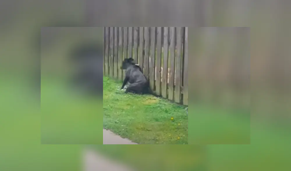 Desliza las imágenes para apreciar la curiosa acción de una perrita para reunirse con su ‘amigo’ y recibir unos mimos. Foto: Captura.
