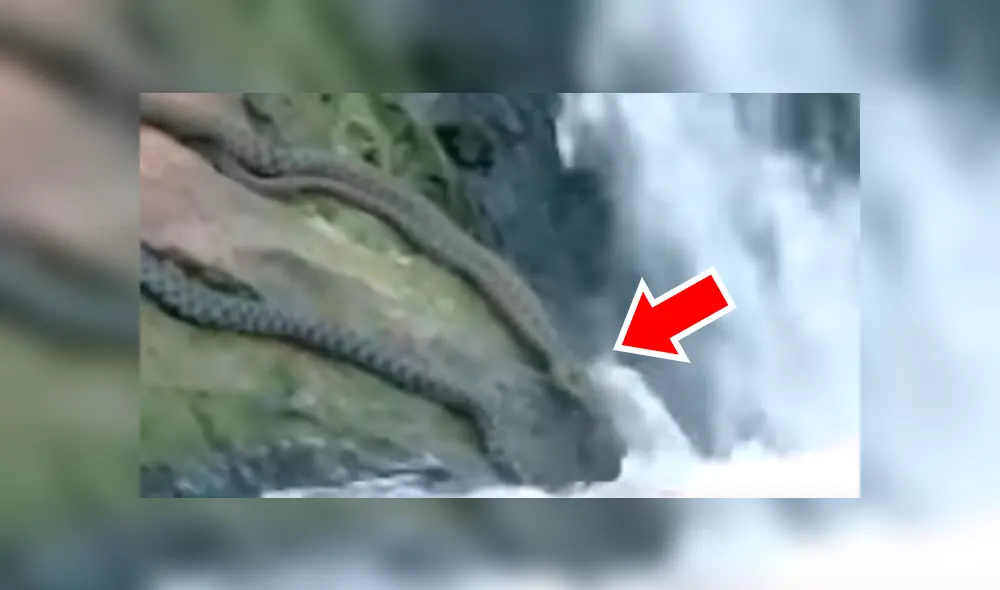 YouTube viral: captan a enormes serpientes devorando a peces en río y miles quedan en shock [VIDEO]