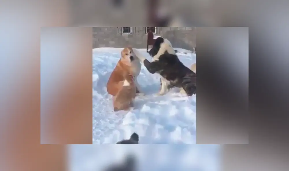 Facebook viral: perro busca la atención de su compañera y recibe la peor de las indiferencias