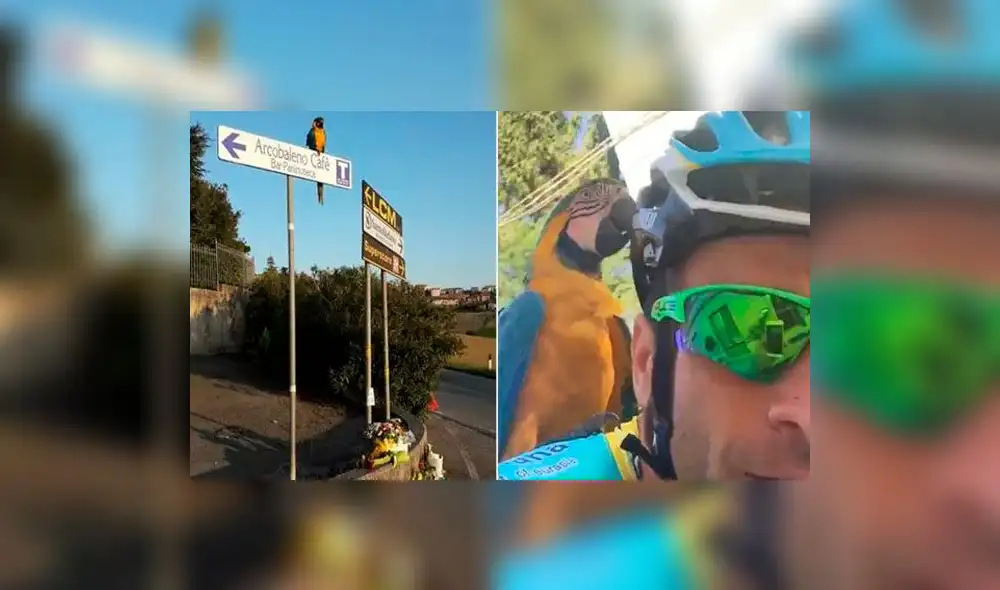 Twitter: El loro que entrenaba con el desaparecido ciclista Michele Scarponi aún sigue esperándolo