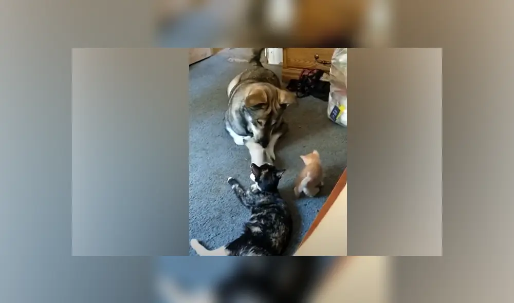 Desliza hacia la izquierda para ver las imágenes del viral de Facebook. Foto: Captura. Desliza hacia la izquierda para ver las imágenes del viral de Facebook. Foto: Captura.