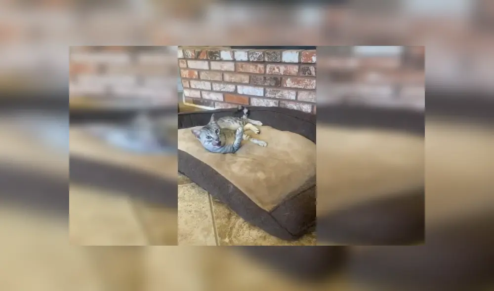 Desliza las imágenes para observar la terrible acción de un gato para apoderarse de la cama de un perro. Foto: Captura.