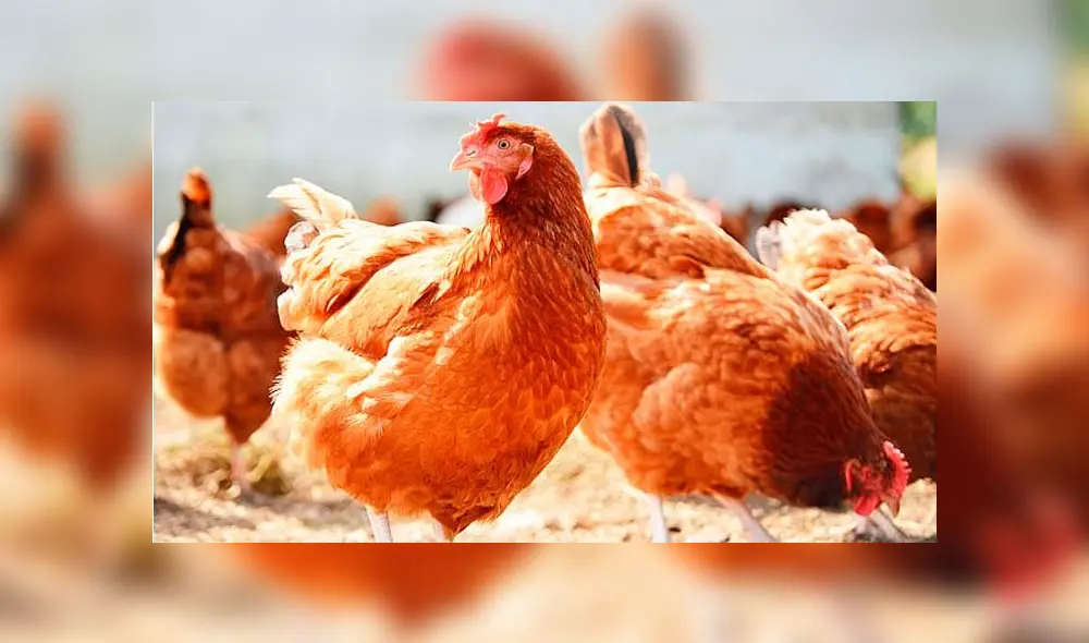 Antes del trastorno, la mujer tenía un trabajo estable y no tenía antecedentes de drogas o alcohol. Foto: Referencial.