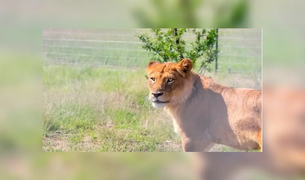Operación Libertad: rescatan 17 felinos de un circo y los trasladan a reserva natural en Sudáfrica [VIDEO] 