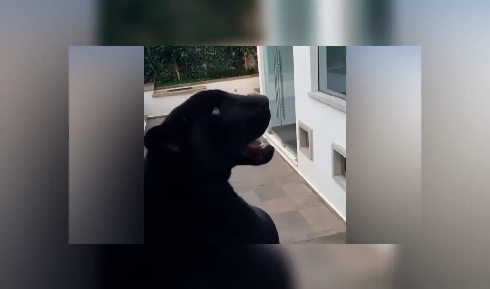 Desliza hacia la izquierda para ver el comportamiento de una pantera que aparece en el viral de YouTube.