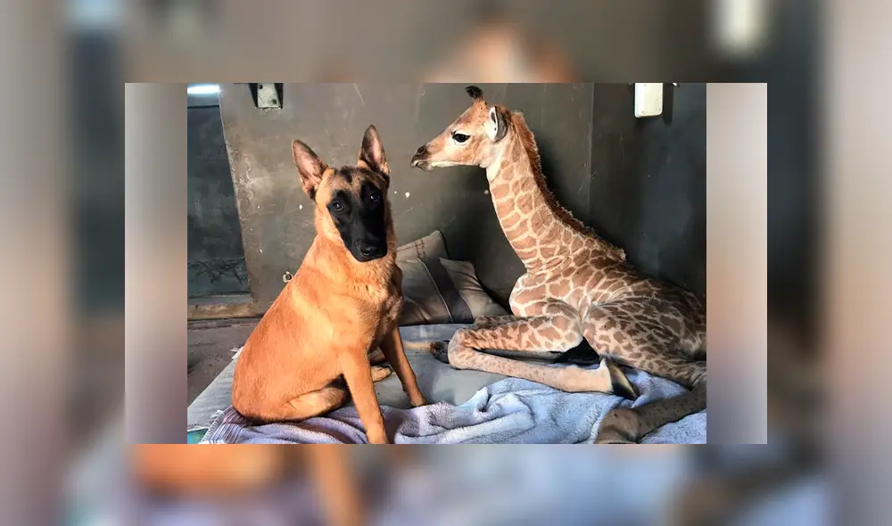 Desliza para ver las imágenes más tiernas de la fallecida jirafa Jazz. Desliza para ver las imágenes más tiernas de la fallecida jirafa Jazz.