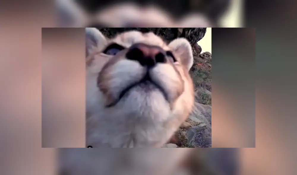 Desliza hacia la izquierda para ver las imágenes del puma bebé que fue captado por una cámara escondida en el recinto de felinos. El video es viral en YouTube.