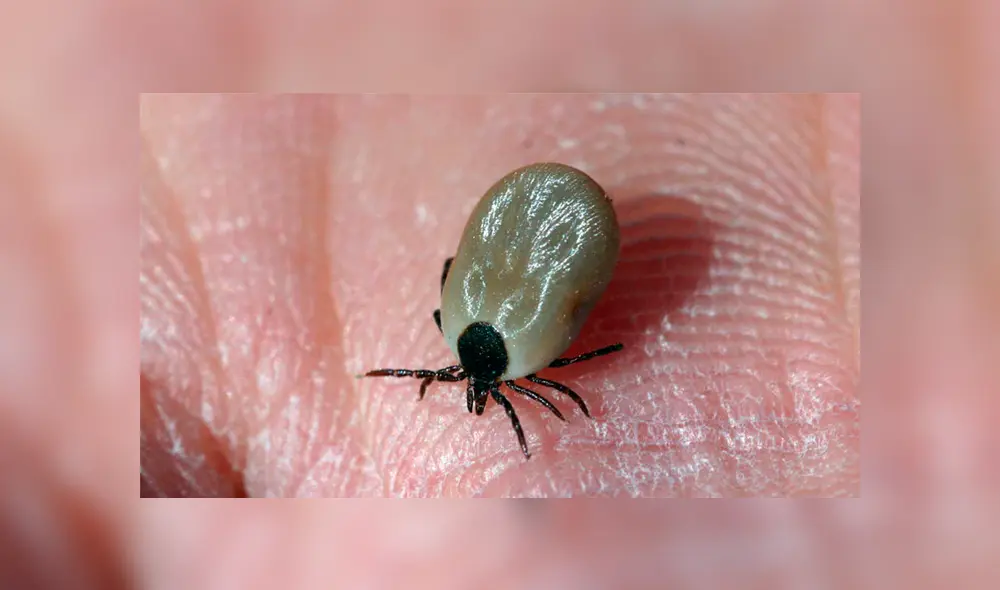 El bicho hizo un ruido como un pequeño estallido cuando la retiraron. Foto: captura