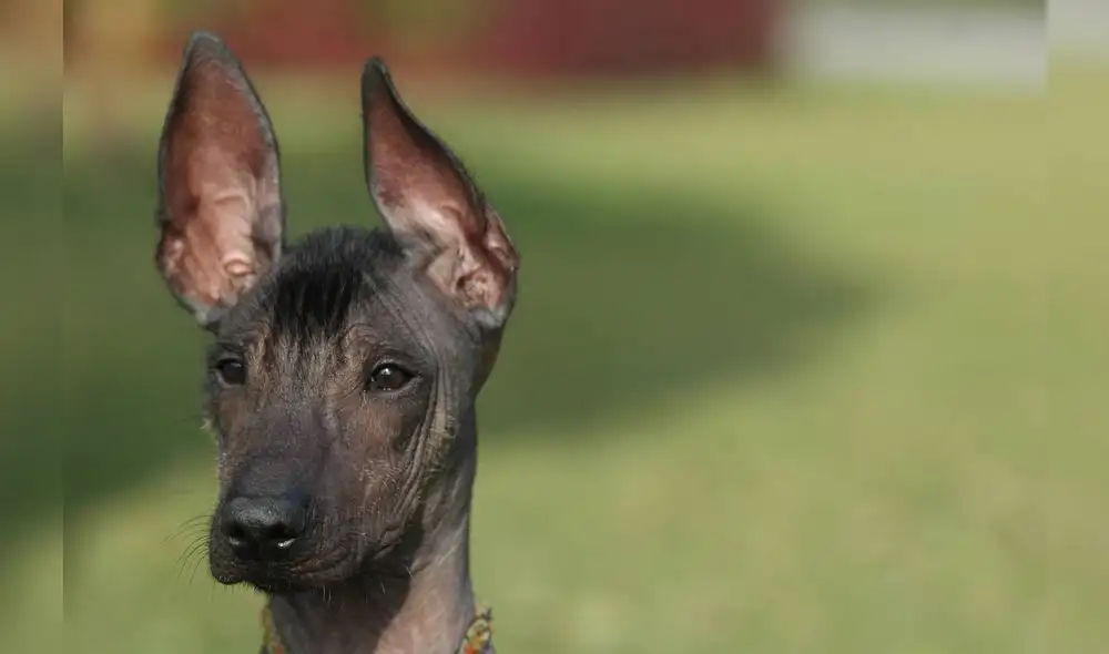 PERRO PERUANO O PERRO CHINO PERRO PERUANO O PERRO CHINO