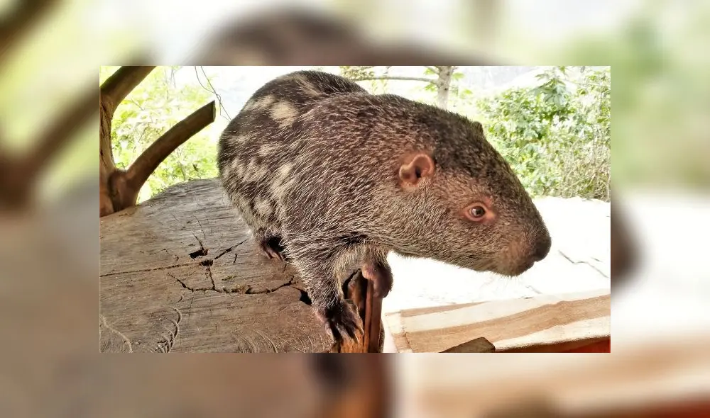 "Reino del Machetero" necesita apoyo económico para el cuidado de los animales.