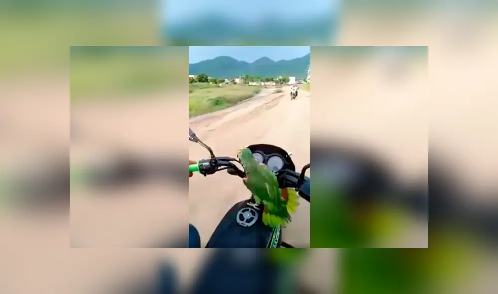 Desliza las imágenes hacia la izquierda para conocer la divertida acción de un loro cuando salió a pasear. Foto: Captura. Desliza las imágenes hacia la izquierda para conocer la divertida acción de un loro cuando salió a pasear. Foto: Captura.