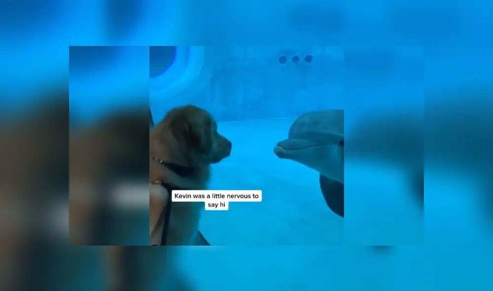 Desliza hacia la izquierda para ver más imágenes de este conmovedor encuentro entre un perro y un delfín. (Foto: captura / YouTube) Desliza hacia la izquierda para ver más imágenes de este conmovedor encuentro entre un perro y un delfín. (Foto: captura / YouTube)
