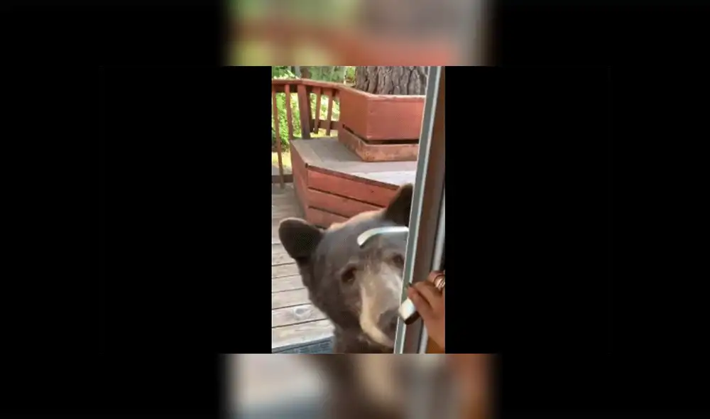 YouTube viral: joven registra el momento exacto en que una despiadada criatura ingresa por la ventana a su casa [VIDEO]