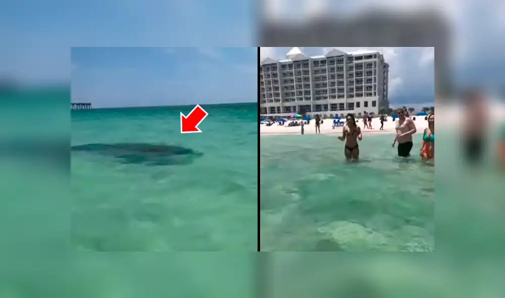 YouTube viral: extraño animal emerge del mar y bañistas quedan aterrados con su aspecto [VIDEO] 