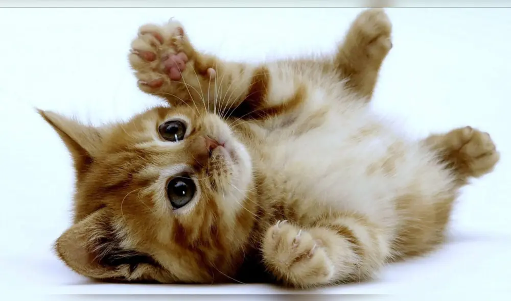 A diferencia de los perros, los gato mueven la cola cuando están molestos. Foto: Los Angeles Times A diferencia de los perros, los gato mueven la cola cuando están molestos. Foto: Los Angeles Times