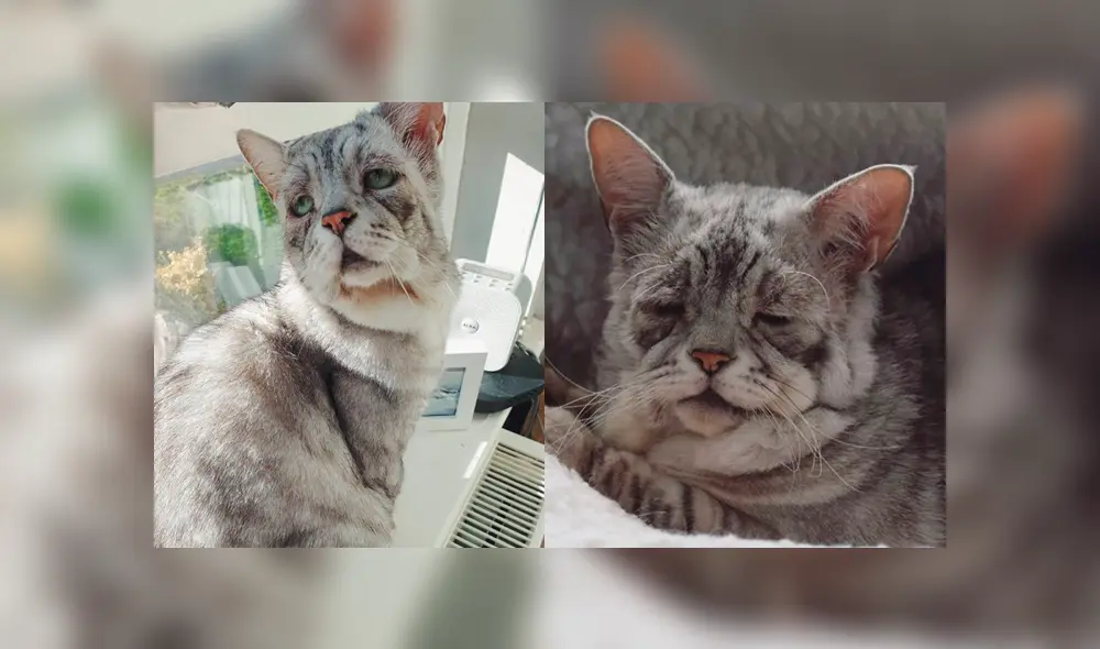 Gato con extraño síndrome fue abandonado por su aspecto y ahora tiene una nueva familia Gato con extraño síndrome fue abandonado por su aspecto y ahora tiene una nueva familia