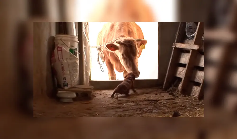 YouTube viral: perro llora de emoción al reencontrarse con vaca que lo cuidó desde bebé 