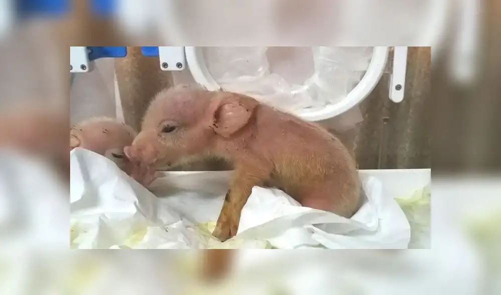 Las crías contaban con material genético de macacos en varios tejidos de su cuerpo. Fuente: rpb.ioz.cas.cn Las crías contaban con material genético de macacos en varios tejidos de su cuerpo. Fuente: rpb.ioz.cas.cn