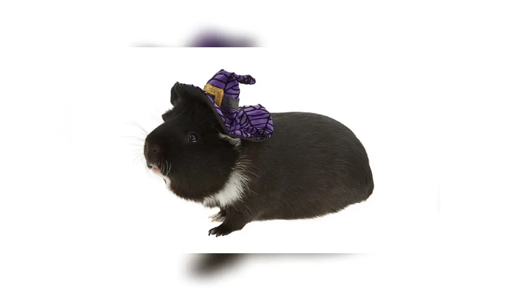 Disfraces para cuyes desatan furor en Internet y todos quieren obtenerlos [FOTOS]