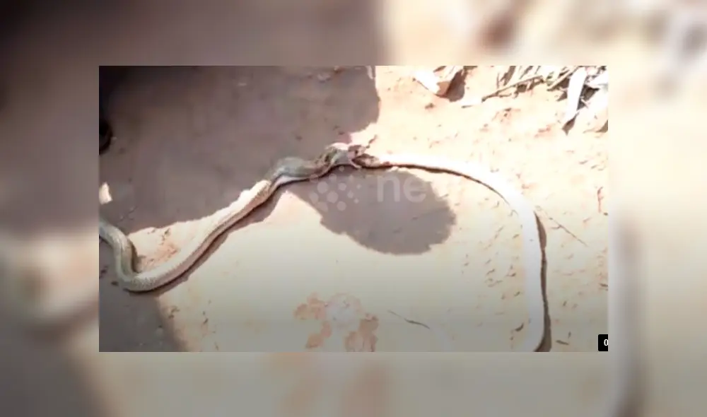 Voraz serpiente engulle a otra y hombre hace lo impensado para impedirlo, pero final es trágico.