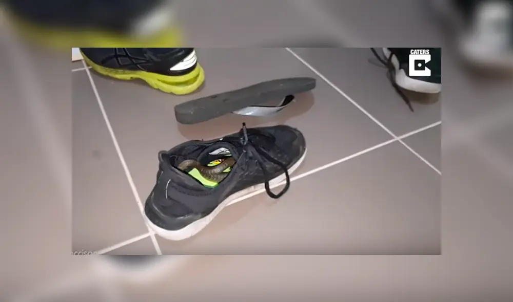 Desliza hacia la izquierda para ver al reptil que aparece en el video viral de YouTube.