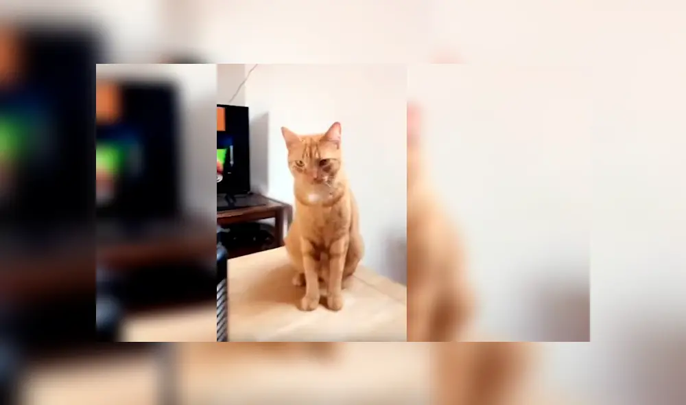 Vía YouTube. Dueña del felino grabó la insólita conducta de su mascota cada vez que escucha la palabra y compartió las imágenes en redes