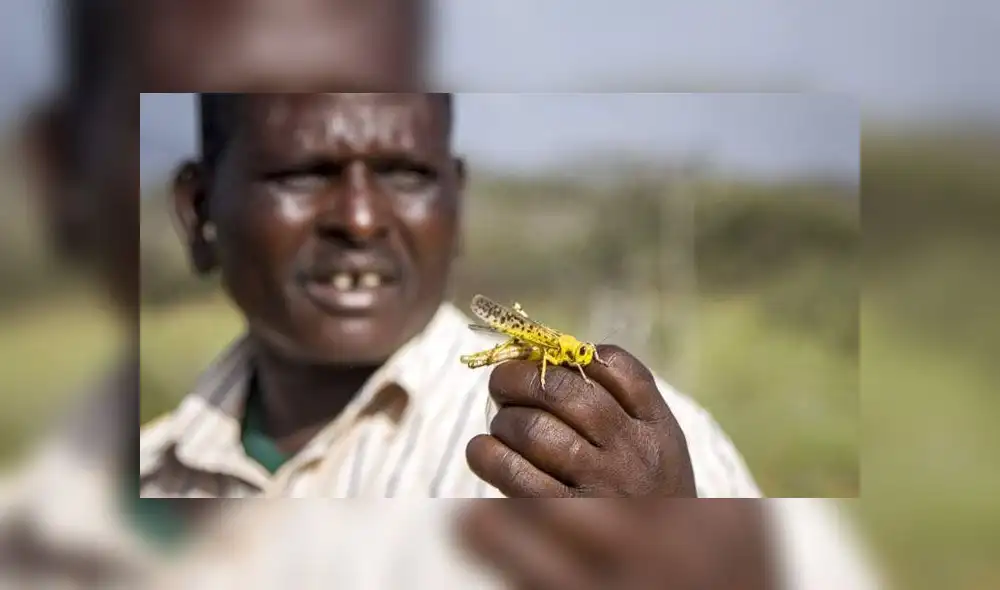 Países de África como Etiopía, Somalia y Kenia, así como Pakistán en Asia, se encuentran en emergencia por una plaga de langostas. Foto: Difusión Países de África como Etiopía, Somalia y Kenia, así como Pakistán en Asia, se encuentran en emergencia por una plaga de langostas. Foto: Difusión