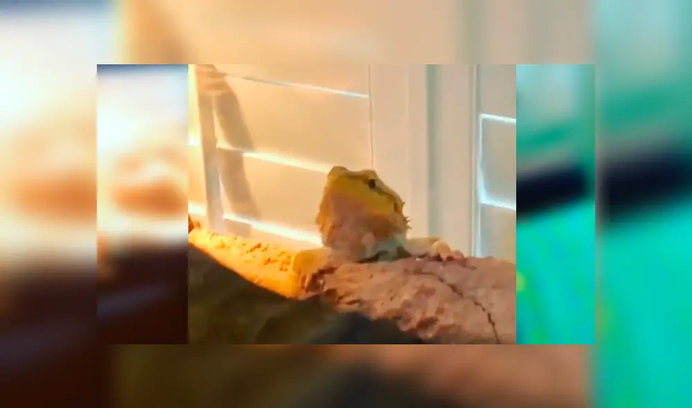 Desliza las imágenes para observar la terrible acción que realizó un gato cuando su dueña lo dejó solo en casa.