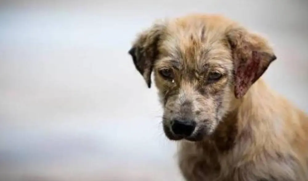El confinamiento ha hecho entrar en razón a las personas sobre el cuidado de mascotas. Foto: Ecoticias