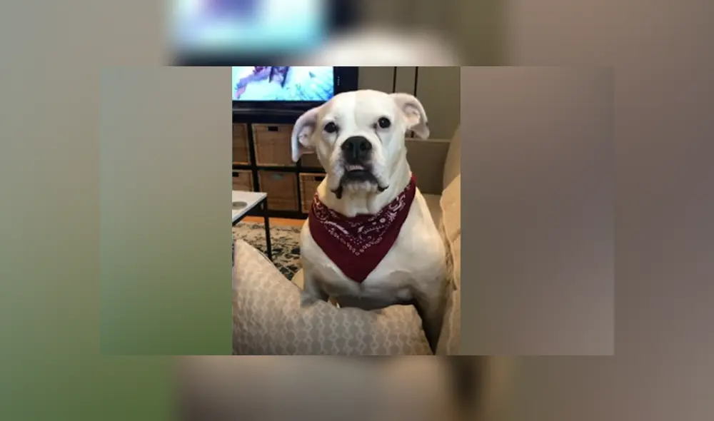 Desliza hacia la izquierda para ver las imágenes del viral de YouTube. Desliza hacia la izquierda para ver las imágenes del viral de YouTube.