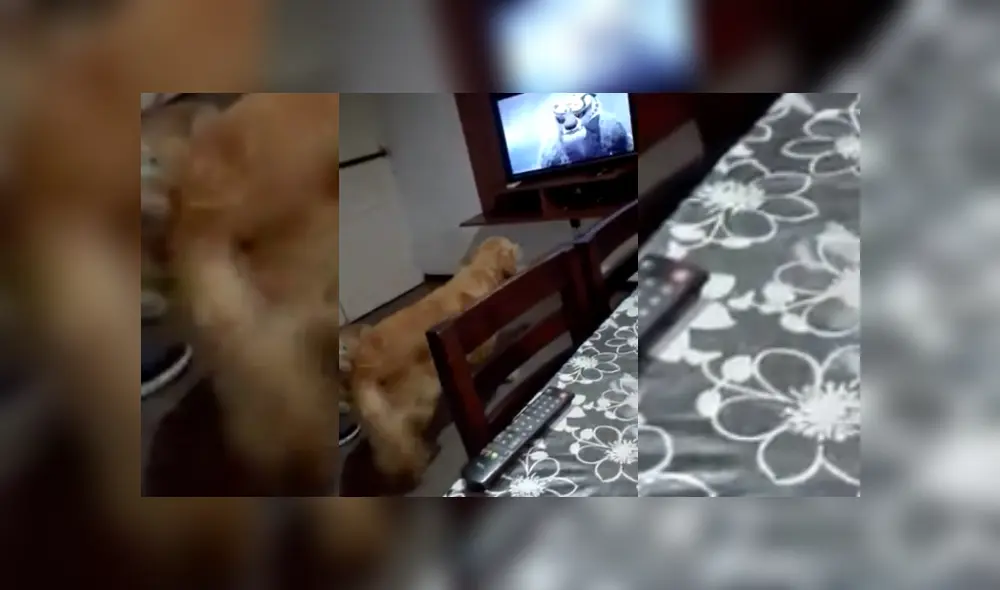Video es viral en YouTube. Mujer grabó el peculiar comportamiento que tuvo su perro mientras veían juntos la película “Kung Fu Panda”. Fotocaptura: Twitter