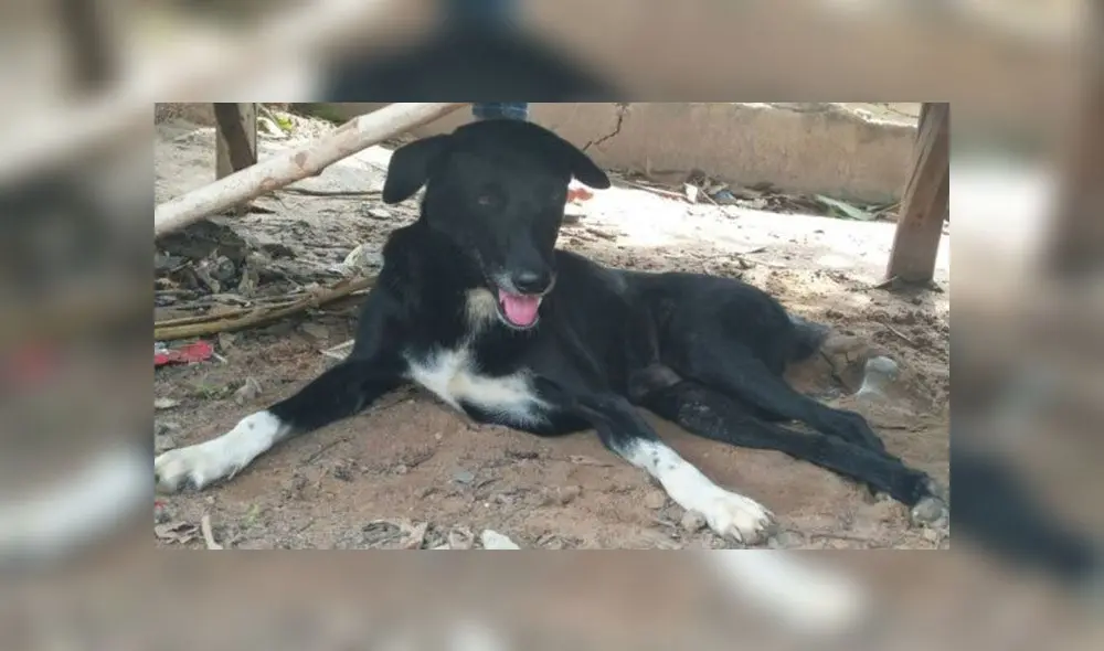 Ping Pong, el cachorro inválido que rescató un bebé enterrado vivo por su madre