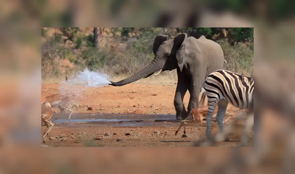 El enorme animal se enfureció también con los turistas que estaban cerca del charco de agua. Foto: Kruger National Park Videos / YouTube El enorme animal se enfureció también con los turistas que estaban cerca del charco de agua. Foto: Kruger National Park Videos / YouTube
