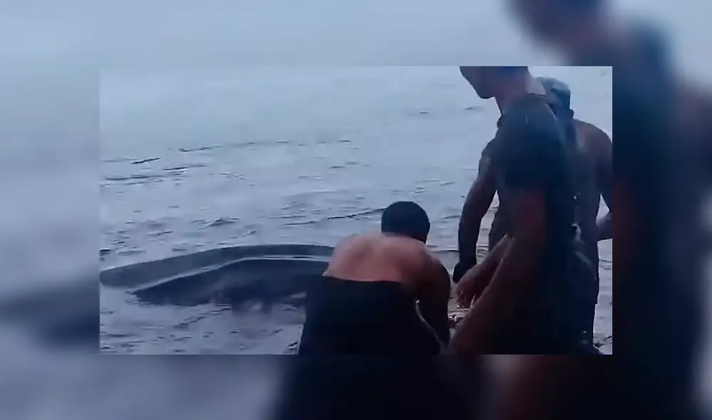 YouTube viral: enorme criatura marina aparece en la playa y bañistas luchan por salvarle la vida [VIDEO] 