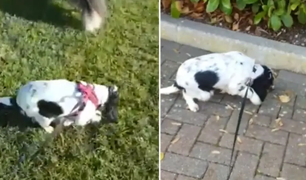Desliza las imágenes para ver más detalles sobre esta conmovedora historia de recuperación de un perrito. Foto: captura de YouTube