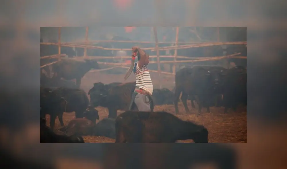 El festival Gadhimai Mela se realiza en Nepal. Foto: Difusión El festival Gadhimai Mela se realiza en Nepal. Foto: Difusión