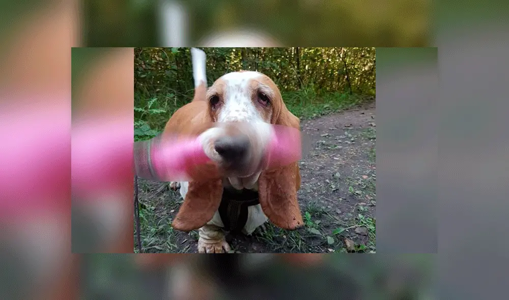 Perrito travieso confunde juguete sexual con una pelota y se convierte en viral [FOTOS]