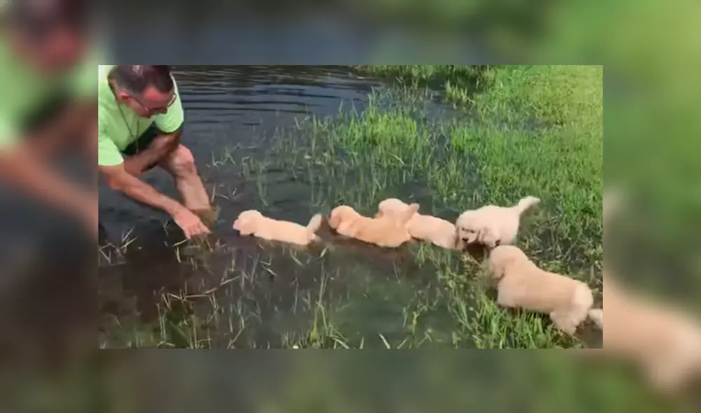 Desliza las imágenes para observar la valiente acción de unos perros bebés para nadar en un lago junto a su dueño. Fotocaptura: Facebook. Desliza las imágenes para observar la valiente acción de unos perros bebés para nadar en un lago junto a su dueño. Fotocaptura: Facebook.