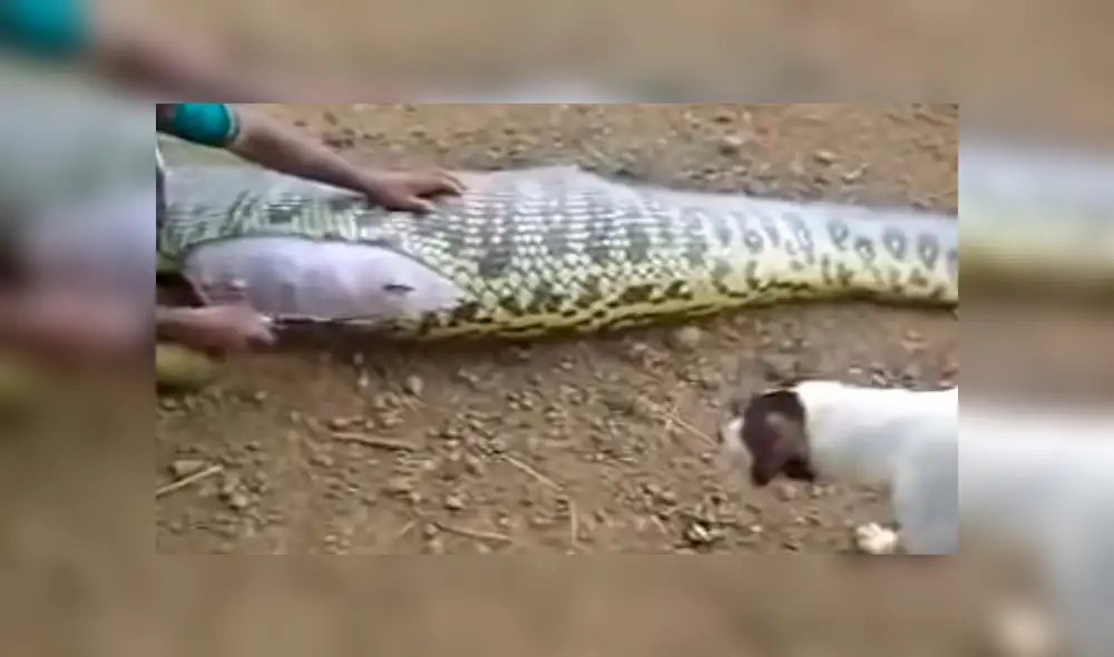 YouTube viral: quedan en shock al abrir enorme culebra y sacar extraña criatura de su interior [VIDEO]
