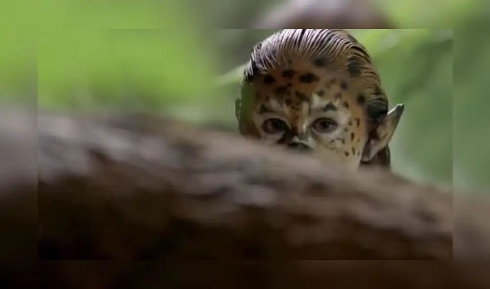 Video: Campaña impulsa a proteger la vida silvestre 