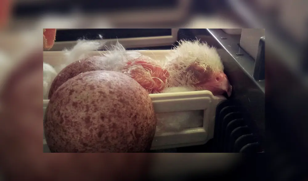 Los polluelos nacían en malas condiciones. Los polluelos nacían en malas condiciones.