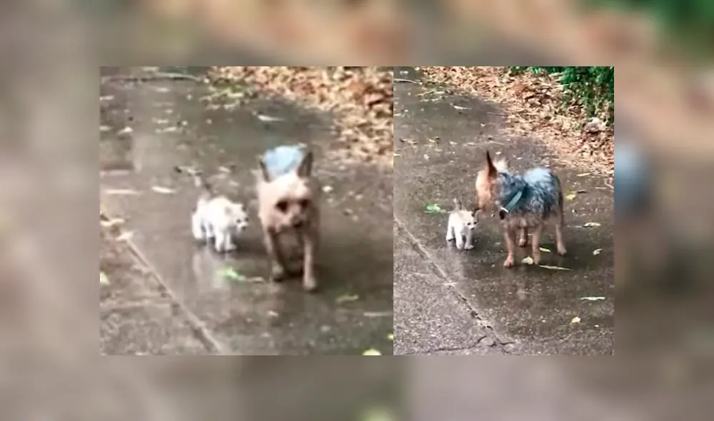 Desliza para ver los detalles de este video viral publicado en YouTube. Foto: Captura. Desliza para ver los detalles de este video viral publicado en YouTube. Foto: Captura.