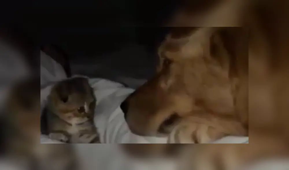 En Facebook, una mujer descubrió una tierna escena protagonizada por su perro y un gato bebé. En Facebook, una mujer descubrió una tierna escena protagonizada por su perro y un gato bebé.