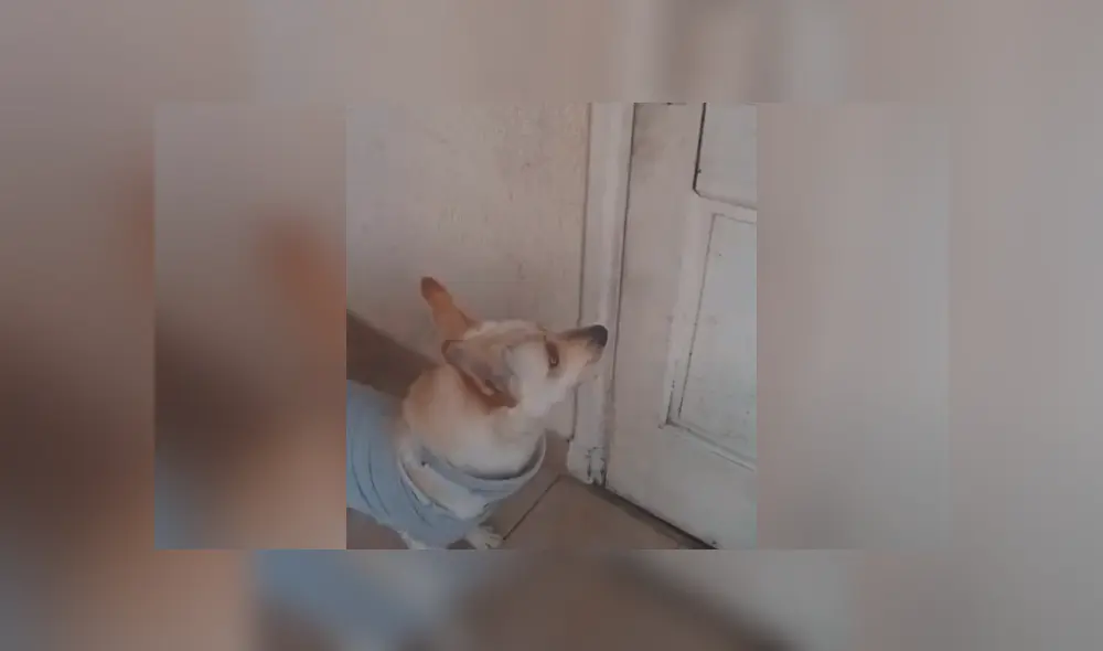 Desliza la imagen para verlas todas. Foto: javieralejandro95/TikTok Desliza la imagen para verlas todas. Foto: javieralejandro95/TikTok