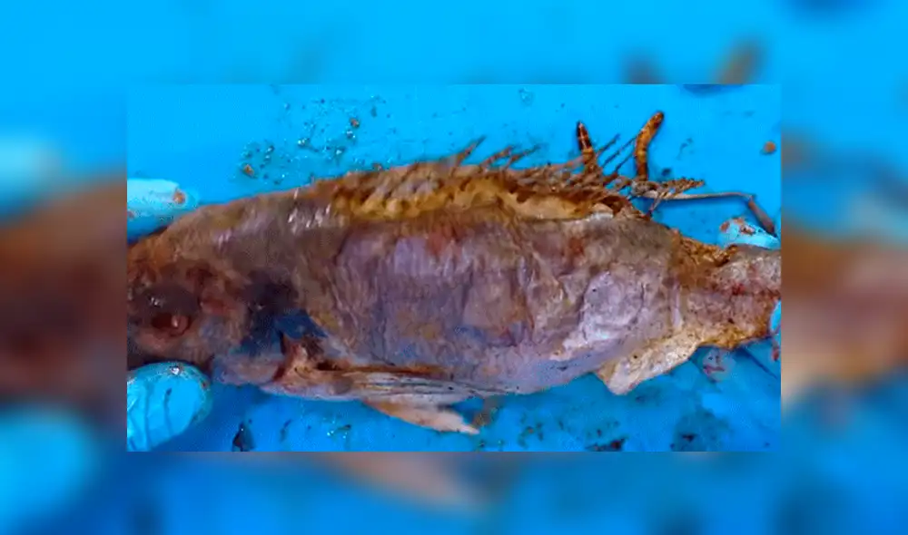 YouTube viral: Arroja pescado a recipiente lleno de gusanos carnívoros y esto sucede [VIDEO]