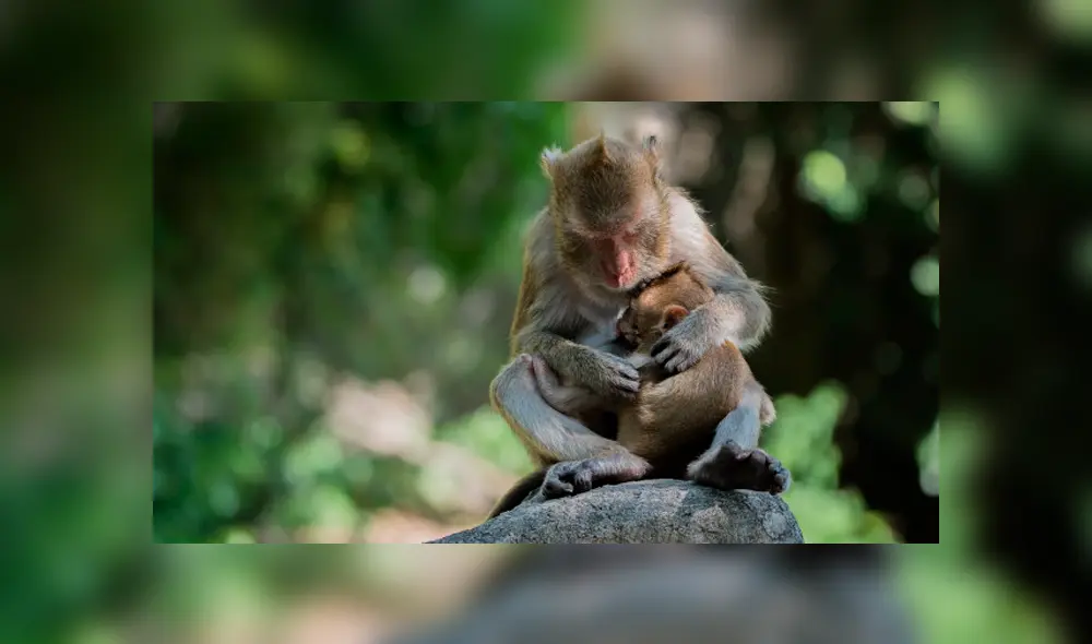 Facebook viral: madre macaco rompe en desgarrador llanto al creer que su bebé murió [FOTOS]